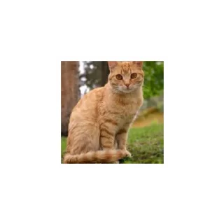 Sticker Cats from @Sosha_kitten1357 - 9