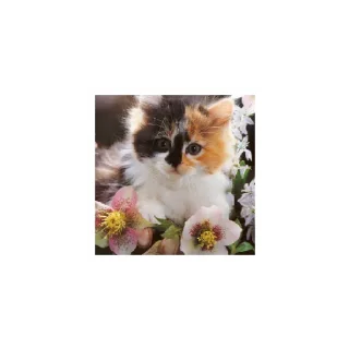 Sticker Cats from @Sosha_kitten1357 - 10