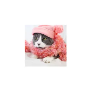 Sticker Cats from @Sosha_kitten1357 - 5