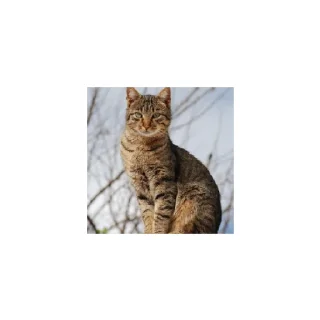 Sticker Cats from @Sosha_kitten1357 - 3