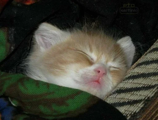 млекопитающее животное кошки малого и среднего размера