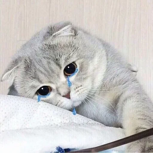 кошка домашняя кошка животное