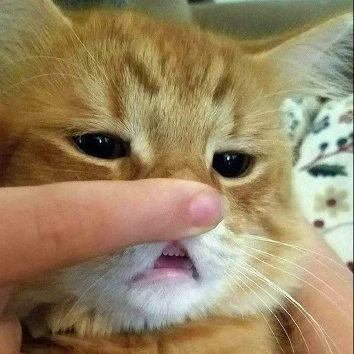 млекопитающее животное кошка