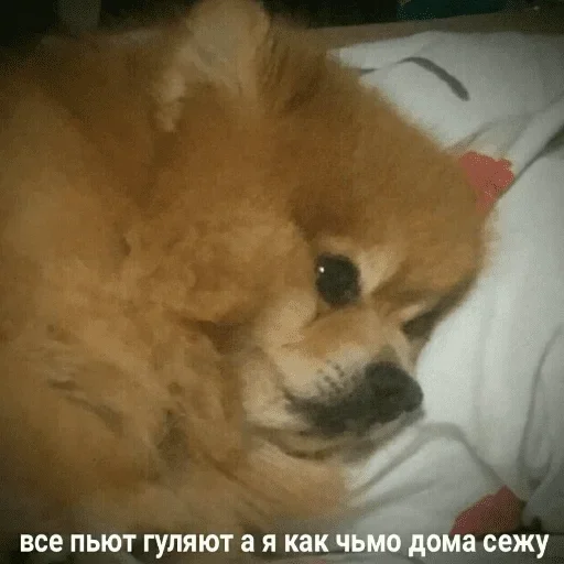 животное млекопитающее собака