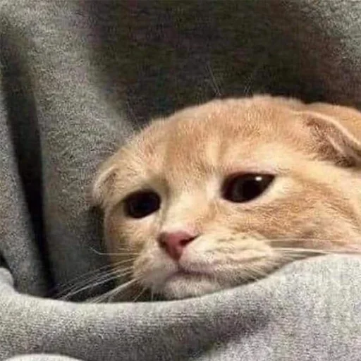 кошка животное млекопитающее