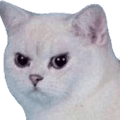 млекопитающее животное кошка