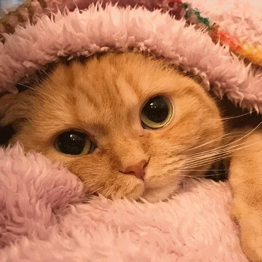 мех кошки малого и среднего размера кошачьи