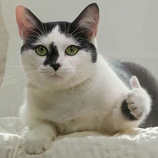 животное кошка домашняя кошка