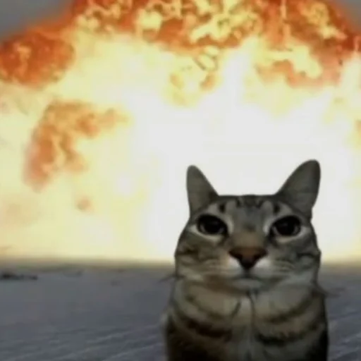 Коты. ||| @NiksssChannel - 