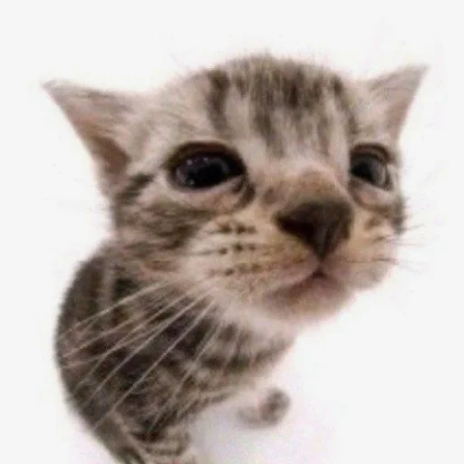 Sticker Cats_kittens_cats - 1