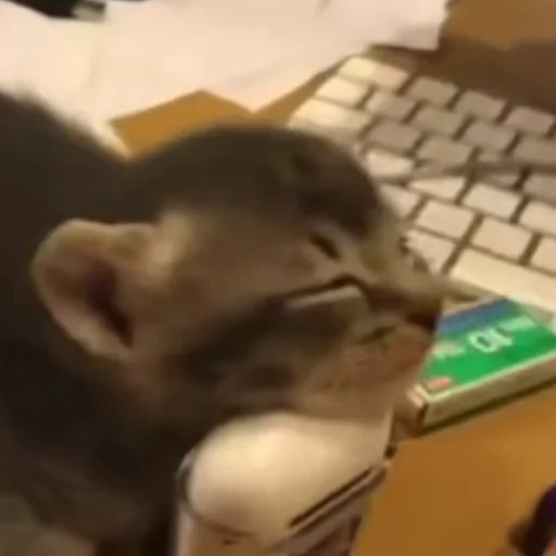 Sticker Cats_kittens_cats - 1