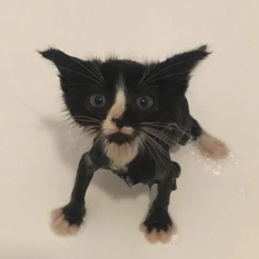 Sticker Cats_kittens_cats - 1