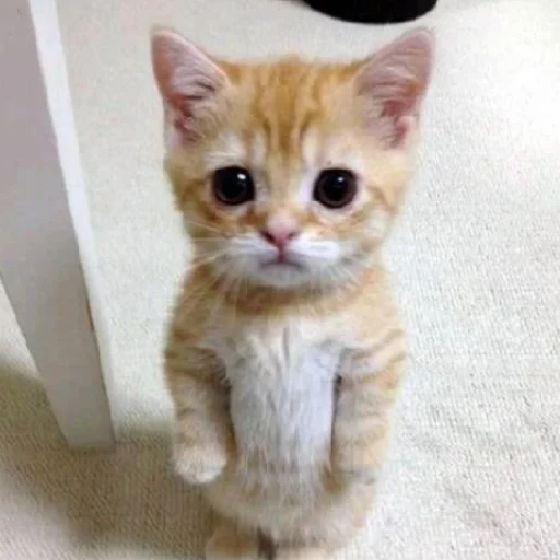 Sticker Cats_kittens_cats - 1