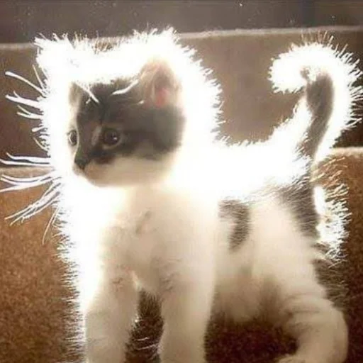 Sticker Cats_kittens_cats - 1