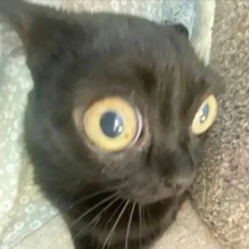 Sticker Cats_kittens_cats - 1