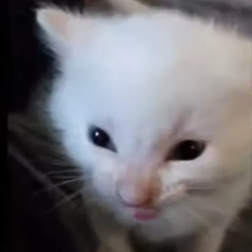 Sticker Cats_kittens_cats - 1