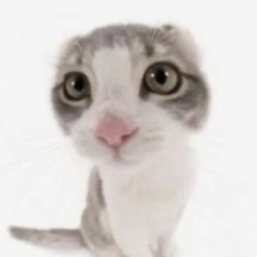 Sticker Cats_kittens_cats - 1