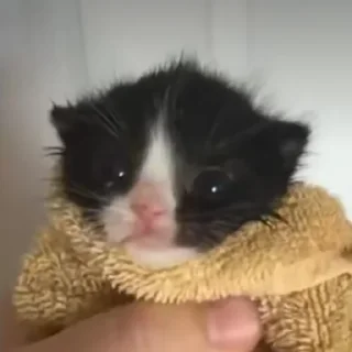 Sticker Коты. ||| @NiksssChannel - 4