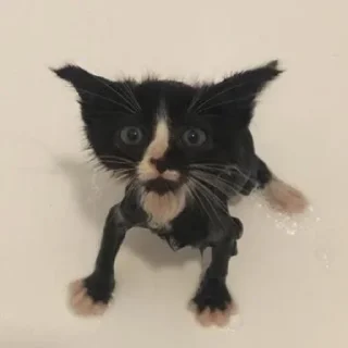 Sticker Коты. ||| @NiksssChannel - 9