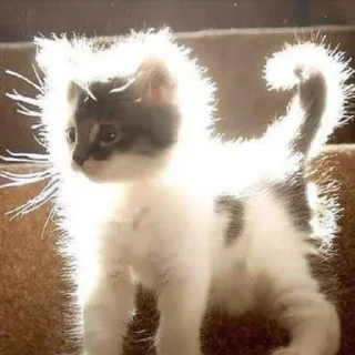 Sticker Коты. ||| @NiksssChannel - 5