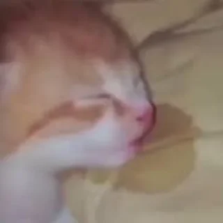 Sticker Коты. ||| @NiksssChannel - 2