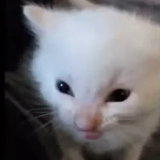 Sticker Коты. ||| @NiksssChannel - 1