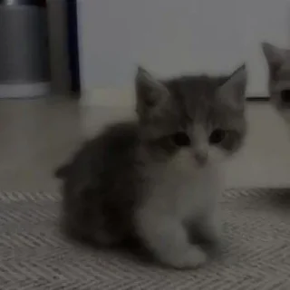 Sticker Коты by @stikeru7777 - 4