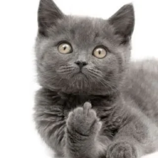 Sticker Коты by @stikeru7777 - 3