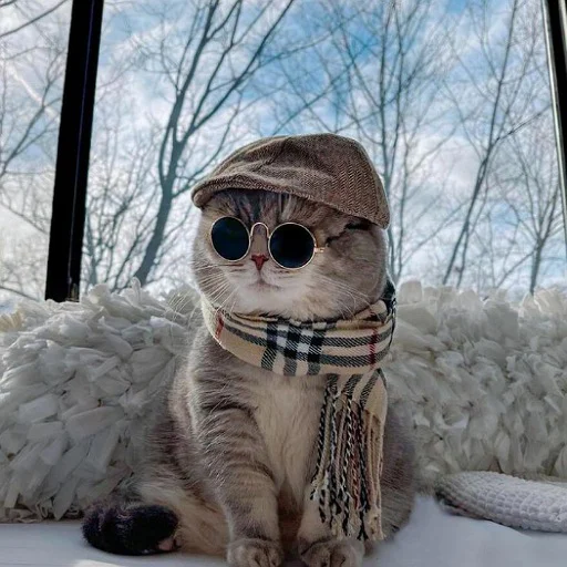 Стикер Cats_stikeru7777 - 1