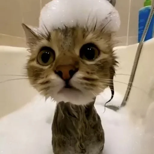 Стикер Cats_stikeru7777 - 1