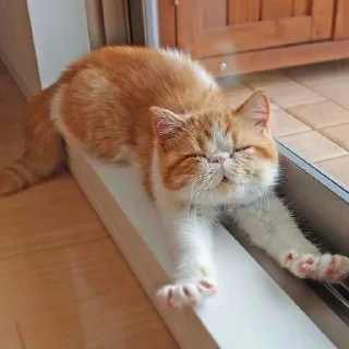 Sticker Коты by @stikeru7777 - 9