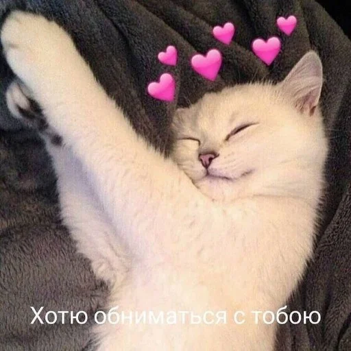 Sticker Catsfromloveinpic - 1