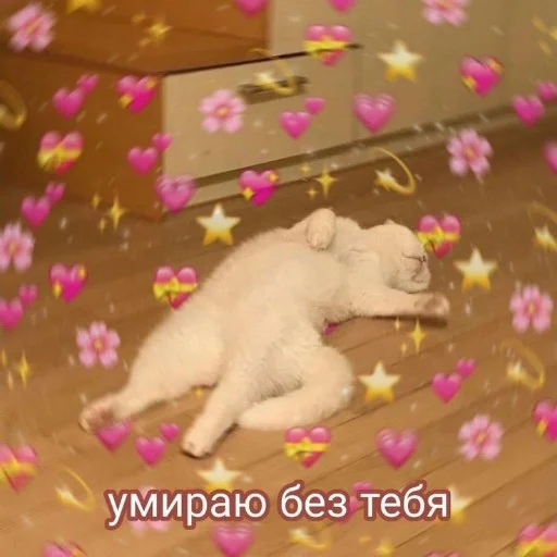 Стикер Catsfromloveinpic - 1