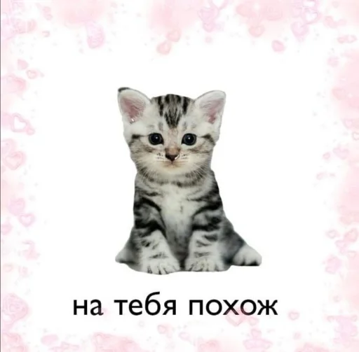 Стикер Catsfromloveinpic - 1