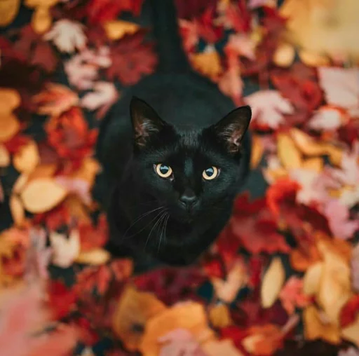 Стикер Cątś - 9