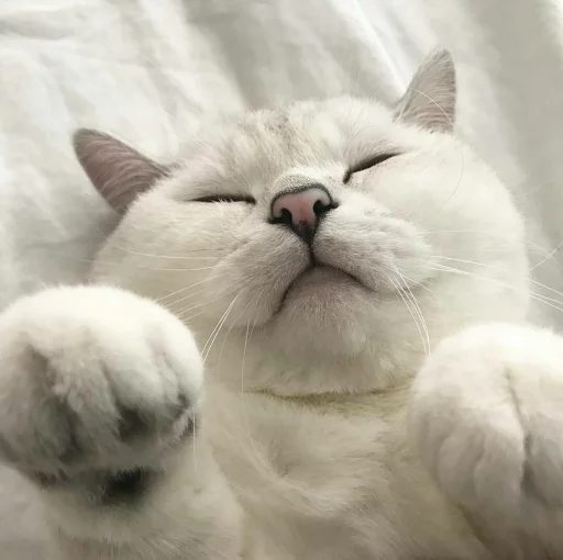 Стикер Cątś - 6