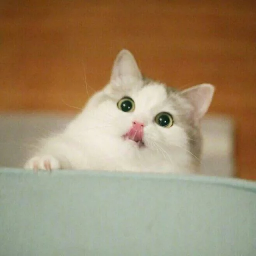 Стикер Cątś - 5