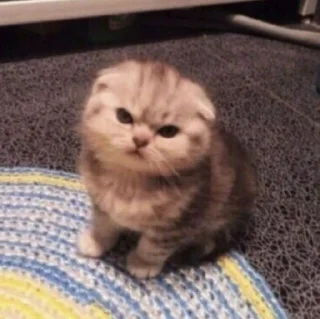 Sticker Cats mood - 11