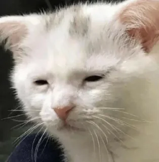 Sticker Cats mood - 0