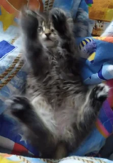 Sticker Cats mood - 6