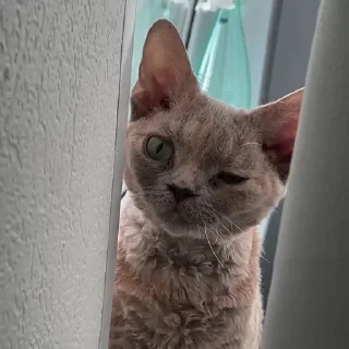 Sticker Cats mood - 9