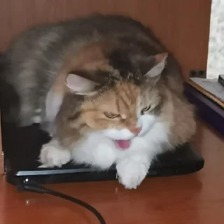 Sticker Cats mood - 2