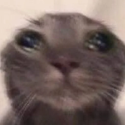 Стикер Catsmooddddddddddd - 1