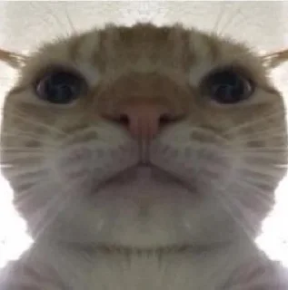 Sticker Cats ; @GIFLANDII - 0