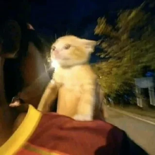 Sticker Cats ; @GIFLANDII - 6