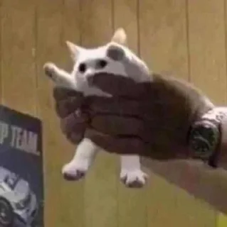 Sticker Cats ; @GIFLANDII - 5