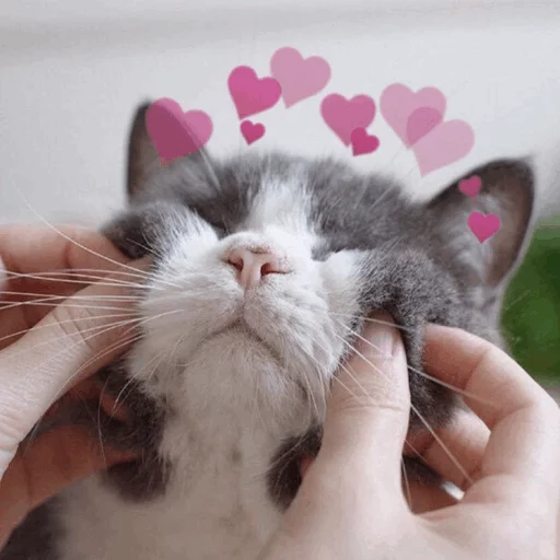 млекопитающее животное кошки малого и среднего размера