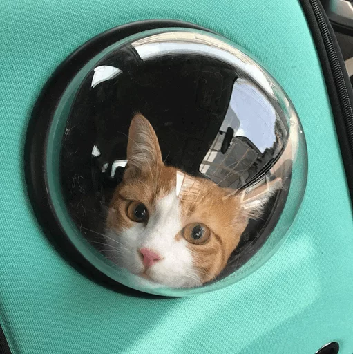 животное кошка кошки малого и среднего размера