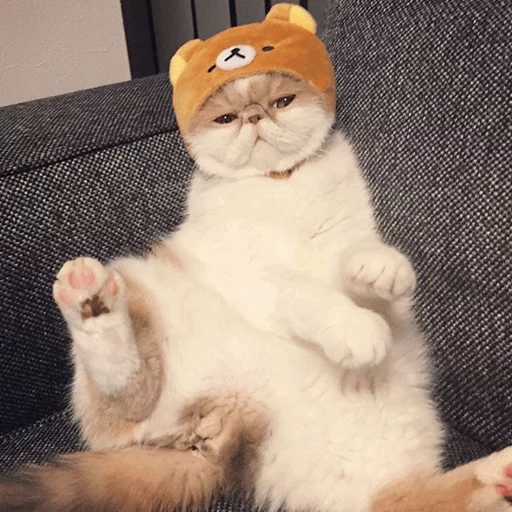 мех животное комнатный