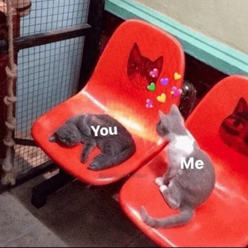 кошка сеанс стул